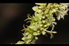 油甘-雌雄花07.JPG