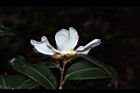 油茶-花萼06.JPG