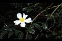 油茶-花08.JPG