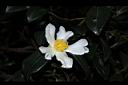油茶-花12.JPG
