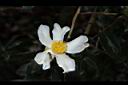 油茶-花35.JPG