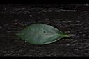 油茶-葉正01.JPG