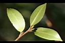 油茶-葉背10.jpg