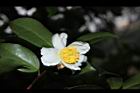 油茶-花20.JPG