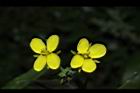 油菜-花25.JPG