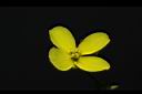 油菜-花31.JPG