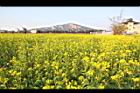 油菜-花06.JPG
