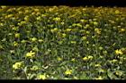 油菜-花12.JPG