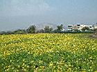 油菜-花15.JPG