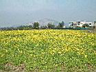 油菜-花19.JPG