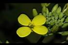 油菜-花26.JPG