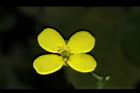 油菜-花27.JPG