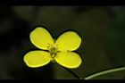 油菜-花29.JPG