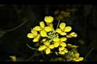 油菜-花序05.JPG