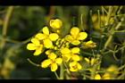 油菜-花序08.JPG