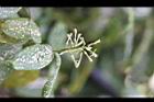 油點木-花01.jpg