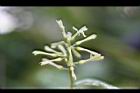 油點木-花02.jpg