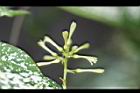 油點木-花03.jpg