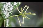 油點木-花04.jpg