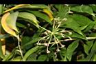 油點木-花07.JPG