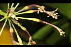 油點木-花13.JPG