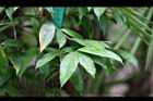 油點木-葉01.jpg