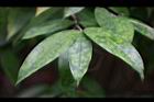 油點木-葉03.jpg