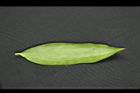 油點木-葉背.jpg