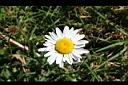 法國菊-花01.jpg