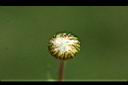 法國菊-花苞0.jpg