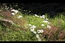 法國菊13.jpg