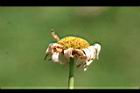 法國菊-實1.jpg
