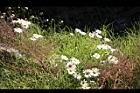 法國菊11.jpg