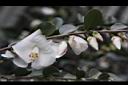 泛能高山茶-花04.JPG