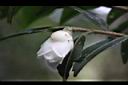 泛能高山茶-花07.jpg