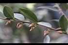 泛能高山茶-花苞02.JPG