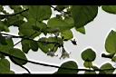 泡桐-花00.jpg