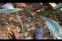 波斯紅草-莖0.jpg