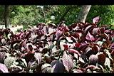 波斯紅草05.jpg