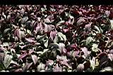 波斯紅草09.jpg