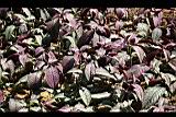 波斯紅草11.jpg
