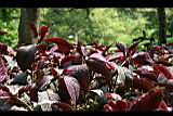 波斯紅草12.jpg