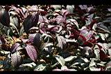 波斯紅草13.jpg