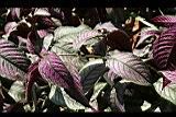 波斯紅草16.jpg