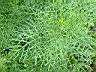 波斯菊26.JPG