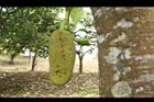 波羅蜜-實35.JPG
