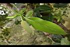 波羅蜜-雄花11.JPG