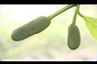 波羅蜜-雄花15.JPG