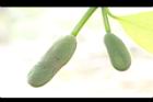波羅蜜-雄花16.JPG