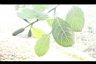 波羅蜜-雄花17.JPG